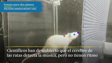 De Mozart a Queen: científicos descubren que el cerebro de las ratas detecta la música