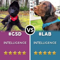 German Shepherd VS Labrador Retriever