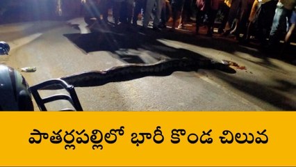 భారీ కొండచిలువ హల్ చల్... జేసీబీతో తరలింపు