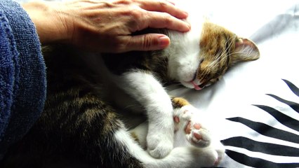 I Can Tickle the Belly of the Sleeping Kitten