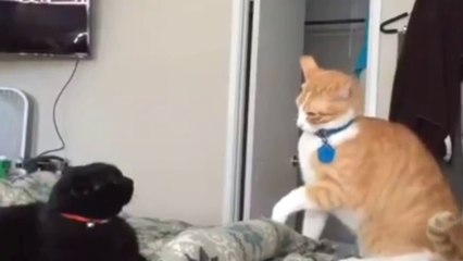 Best baby cats and dogs videos compilation #8 || #2022