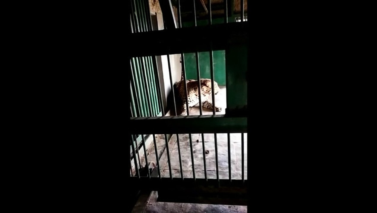 पैंथर स्वस्थ, बायोलॉजिकल पार्क से जंगल में छोड़ा