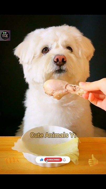 Funny Dogs Try Not To Laugh Animal 2022 | Dog Shorts Video | Animals Video | Cute Animals Yt