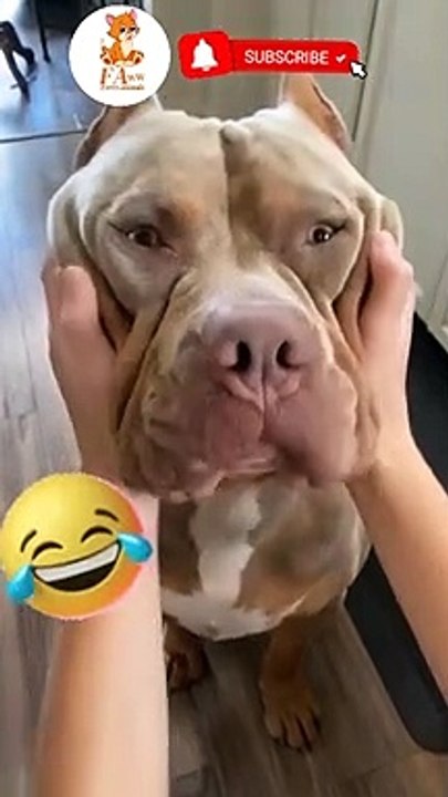 Funny animals video funny dog video #short