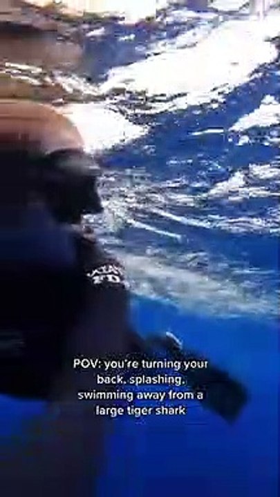 THIS...!! WHAT YOU MUST DO WHEN YOU MEET A SHARK WHILE SWIMMING
