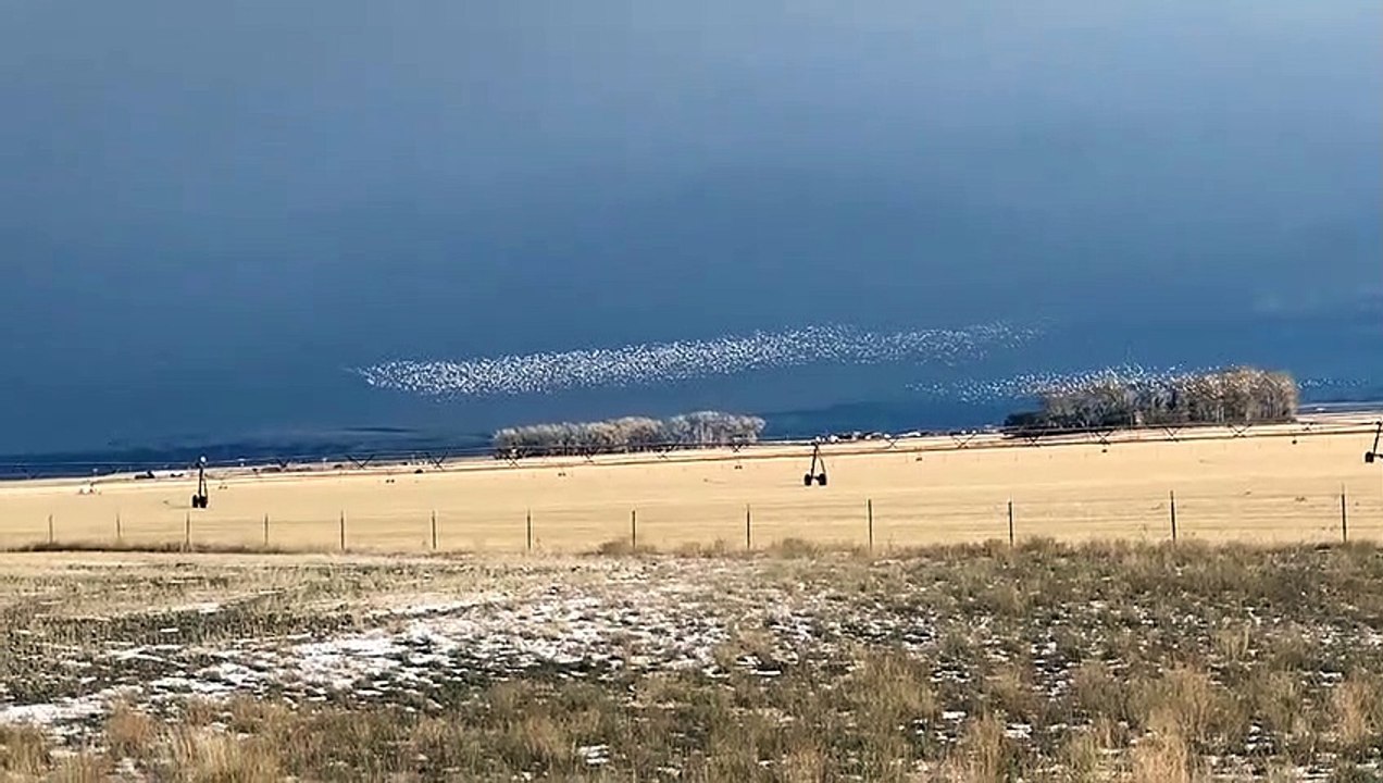 Snow Geese Migrating Over Montana