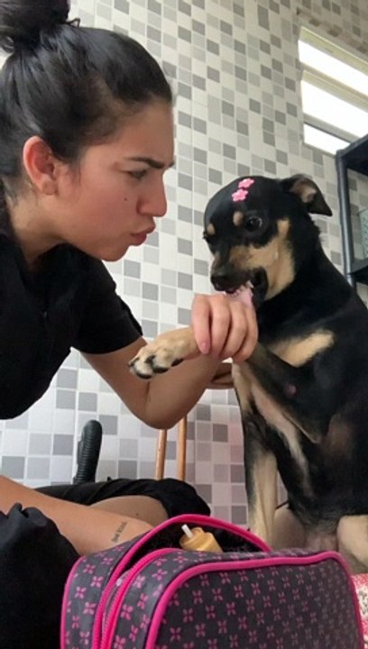 Dog Doesn't Want Its Nails Clipped