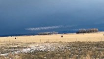 Snow Geese Migrating Over Montana