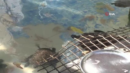 Beylikdüzü'nde öğrenciler, derslerinin stresini balık yiyerek attı