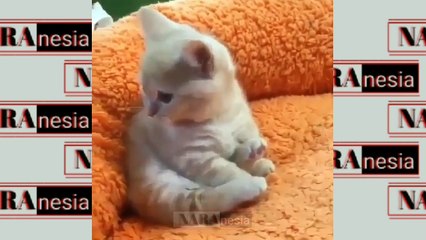 It's cute kitten clip ...