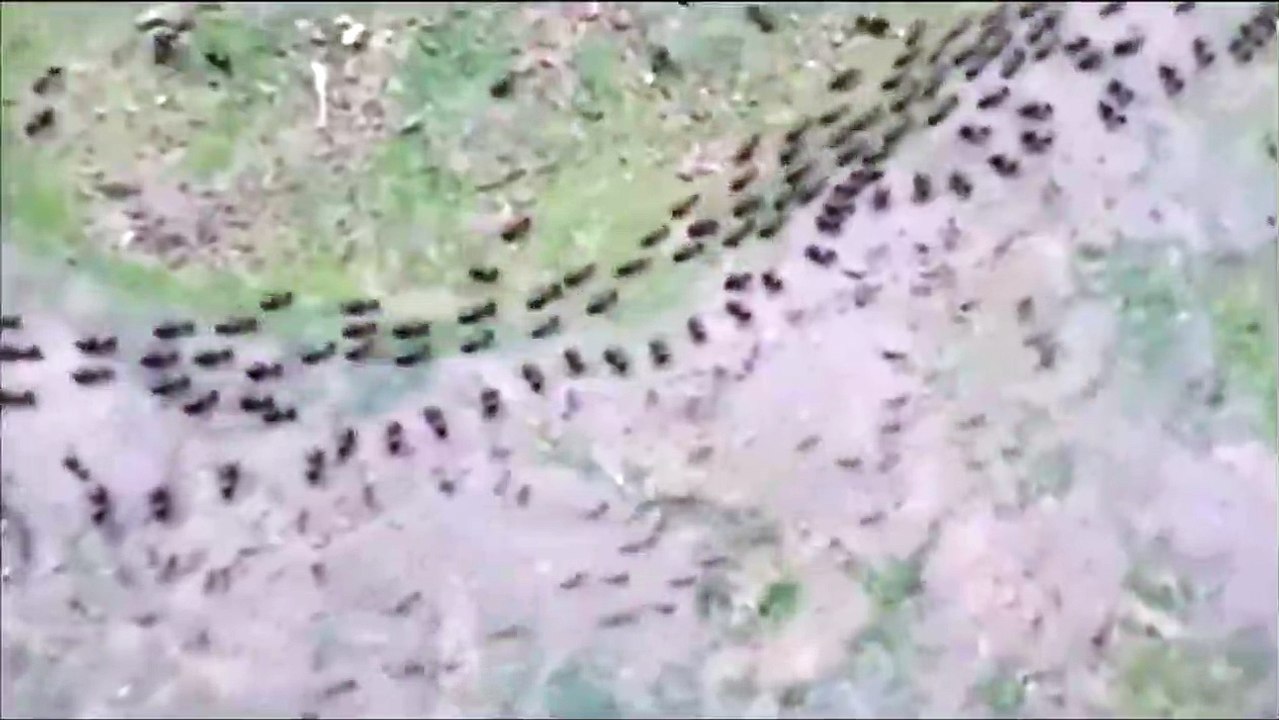 Fourmis VS termites... on ne mélange pas les torchons et les serviettes