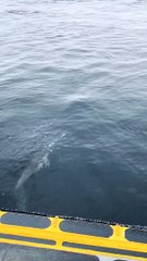 Channel Islands National Park Dolphin Nursery Pod