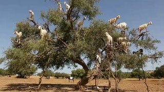 Goats on the tree