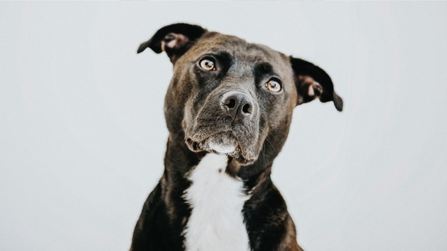 This 22-year-old dog was expected to die in a shelter, but then an incredible thing happened