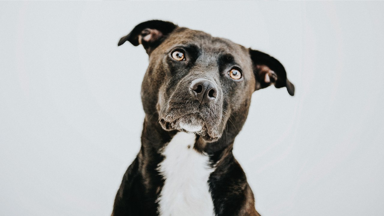 This 22-year-old dog was expected to die in a shelter, but then an incredible thing happened