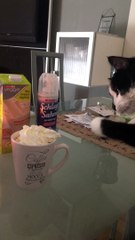 Pixi the Cat Likes to Take Coffee Cream for Himself