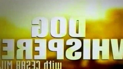 The Dog Whisperer Season 4 Episode 34 Bozley & Ginger