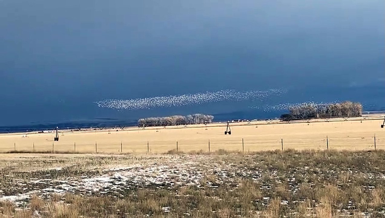 Snow Geese Migrating Over Montana