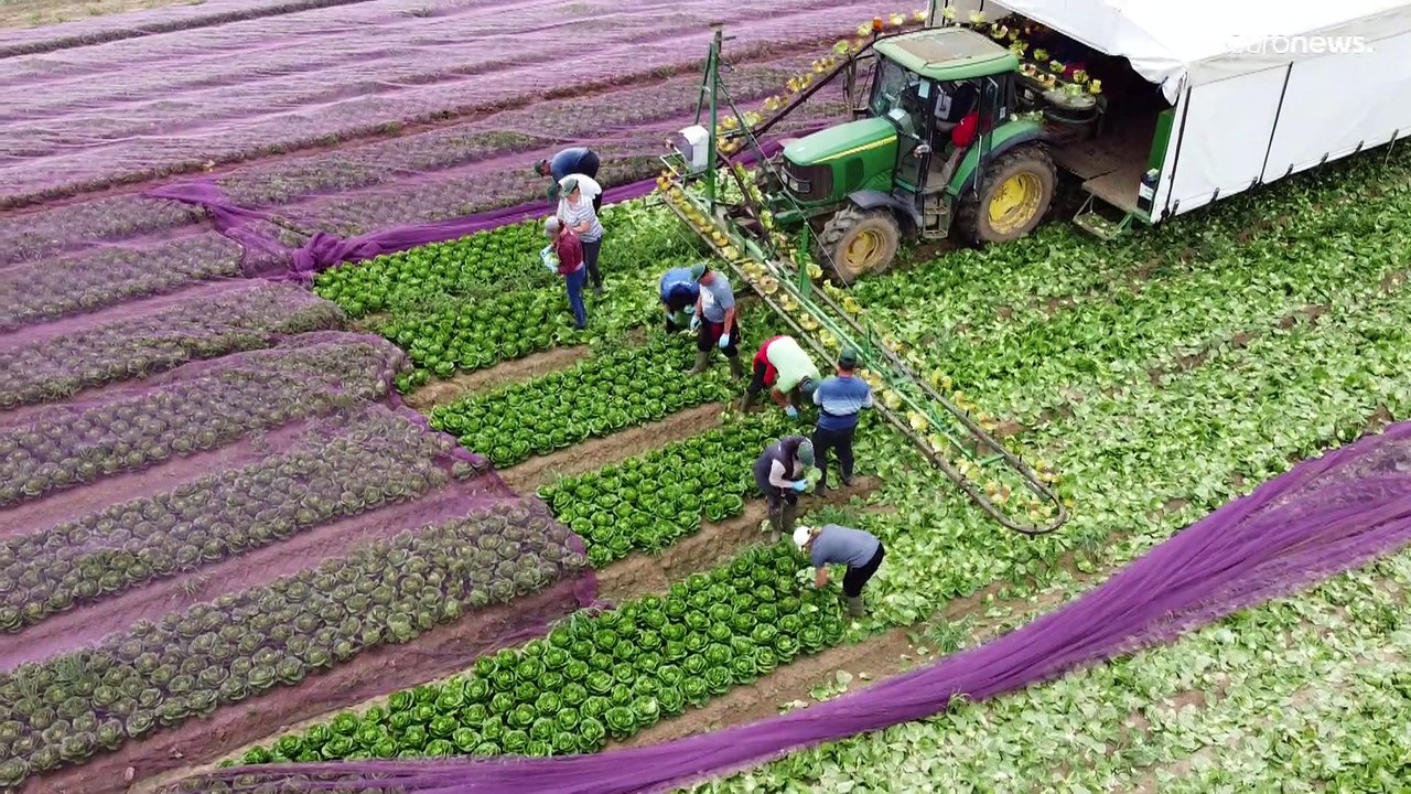 Британские фермеры хотят обратно в ЕС