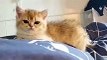 Kumpulan Kucing Lucu dan menggemaskan | video tik-tok kucing lucu terbaru