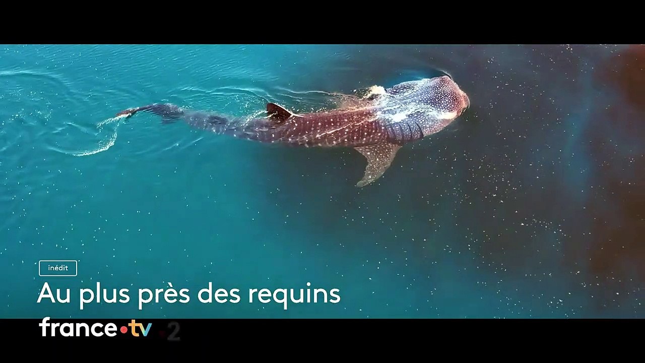 Au plus près des requins Bande-annonce (FR)