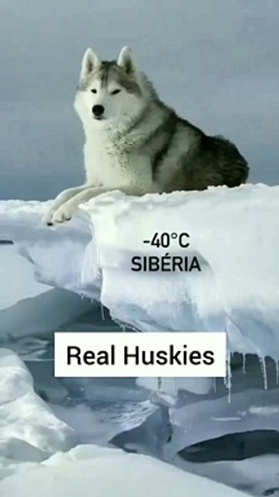 Huskies