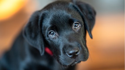 Rescuer’s heartbreak as ‘naive’ puppy waited for days for his cruel owners to return (VIDEO)