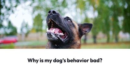 Why is my dog's behavior bad?