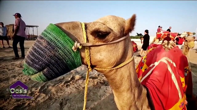 Qatar y las maravillas que ofrece en medio del desierto