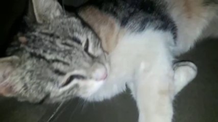 Le petit chat fait  sa gym matinale Encouragez-le .