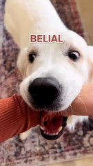 Dog Lucifer  #Funny Animal #Funny Video #kids #Child