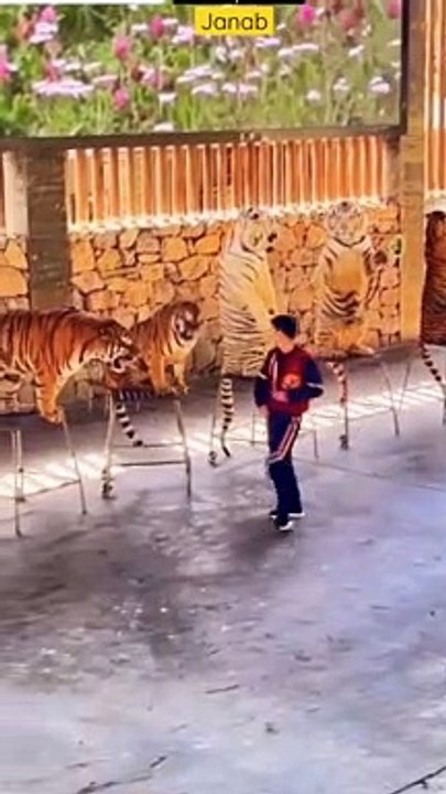 Tiger play in Circus #Funny Animal #Funny Video #kids #Child