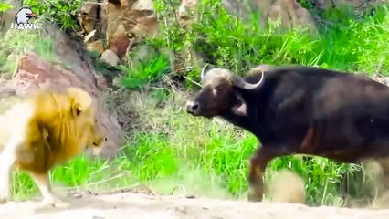 30 Crazy Moments Injured Buffalo Trying To Escape Lion, Wild Dog, Hyena And Other Buffalo