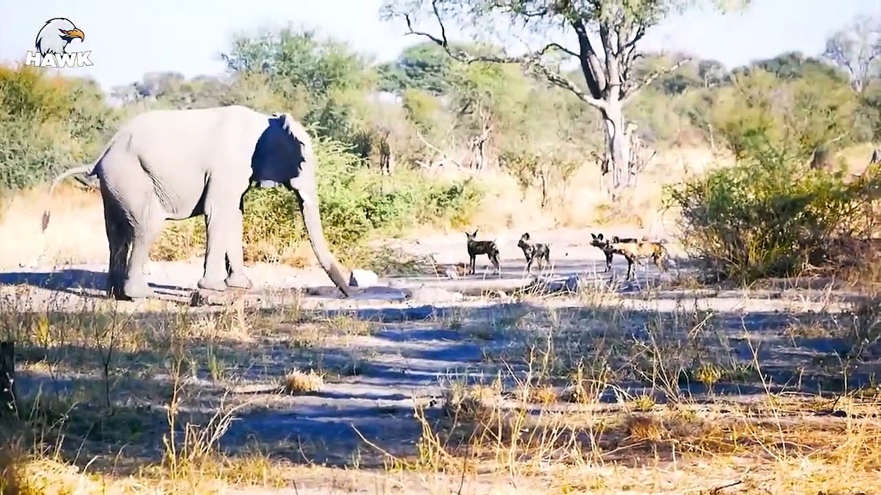 30 Scary Moments When The stupid Wild Dog Hunts The Wrong Prey