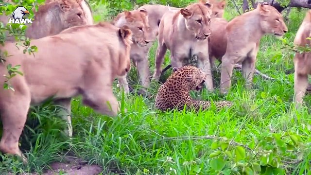 30 Scary Moments When Leopard Gets Wounded By Lions And Other Leopard