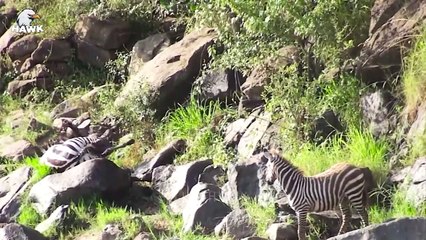 30 Crazy Moments Zebra Injured By The Carnivores