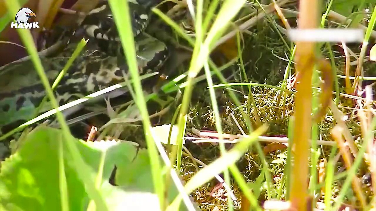 30 Time Horrible Attacks of Giant Pythons - Pythons vs Tigers, Leopards ...