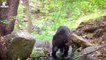 30 Moments Bears Get Injured By Enemies And Other Bear
