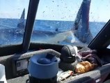 ¡Terror en el mar! Un enorme tiburón saltó sobre un barco de pescadores