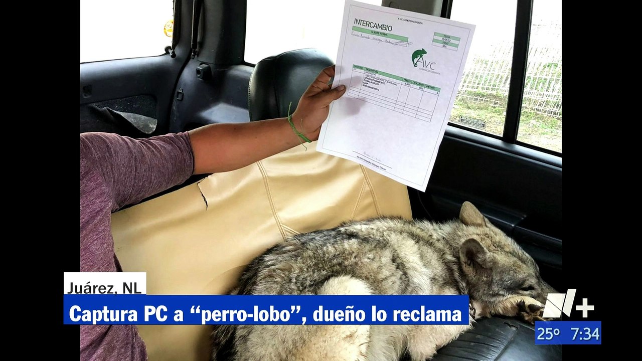 Mexico: capturan a perro que en verdad era mitad lobo