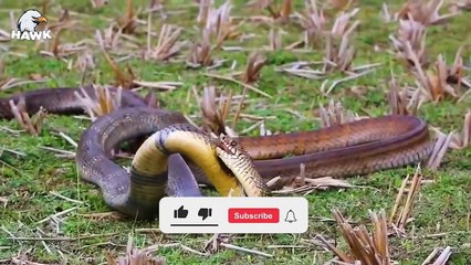 30 Moments When The Craziest Snakes Clash With The Wrong Opponent