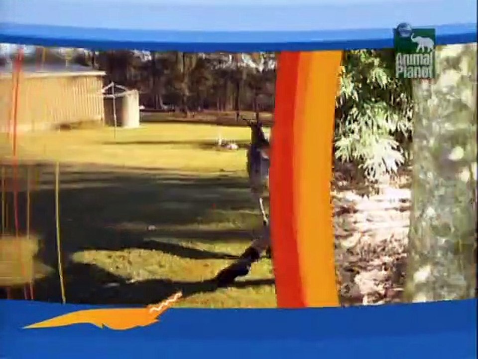 Crocodile Hunter Staffel 8 Folge 3 HD Deutsch