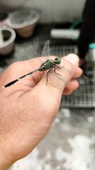 Dragonfly on my hand