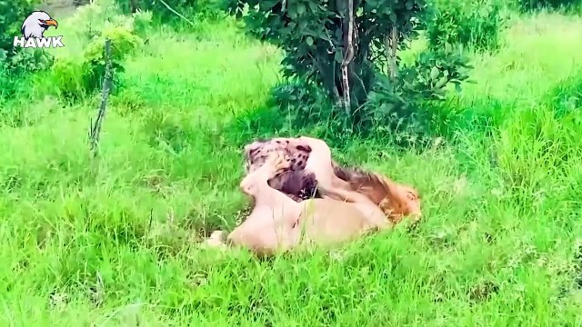 30 Brutal Moments When Hyenas Face Lions Caught on Camera Animals Fighting