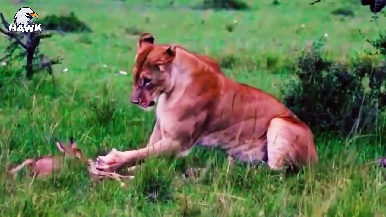 7 Crazy Moments When Big Cats Become Babysitter...