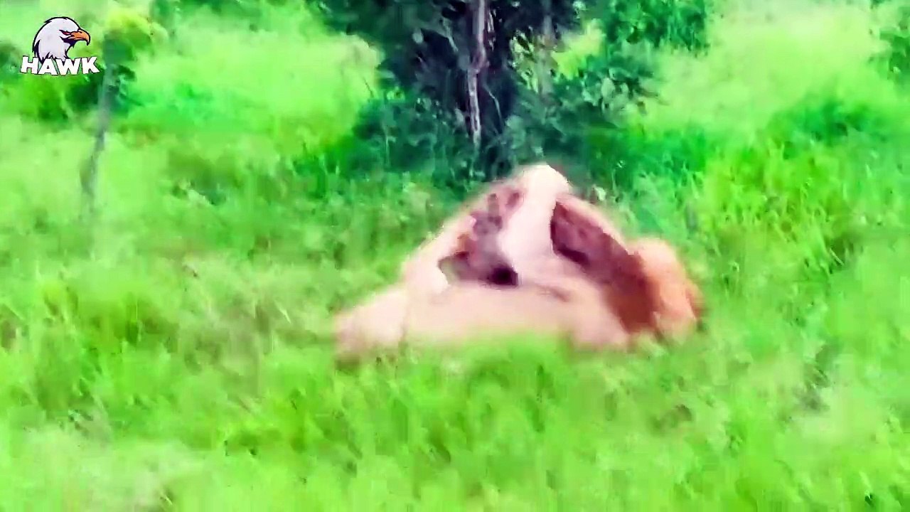 7 Scareful Moments When Big Cats And Animals Only Have Three Legs ...
