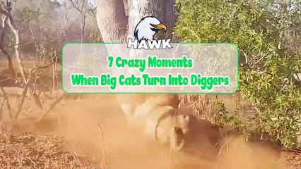 7 Crazy Times When Big Cats Turn Into Diggers - The Hawk
