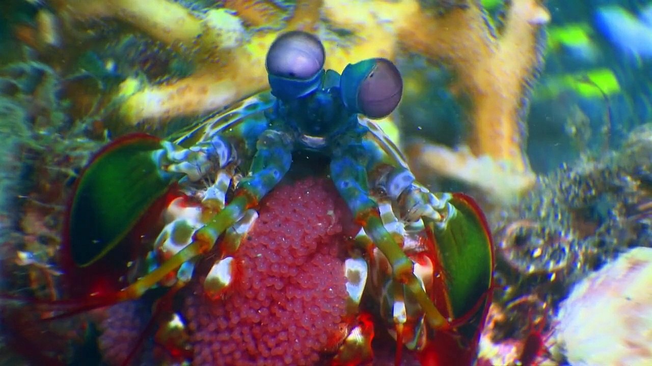 Geheimnisse der Ozeane Staffel 1 Folge 4 HD Deutsch