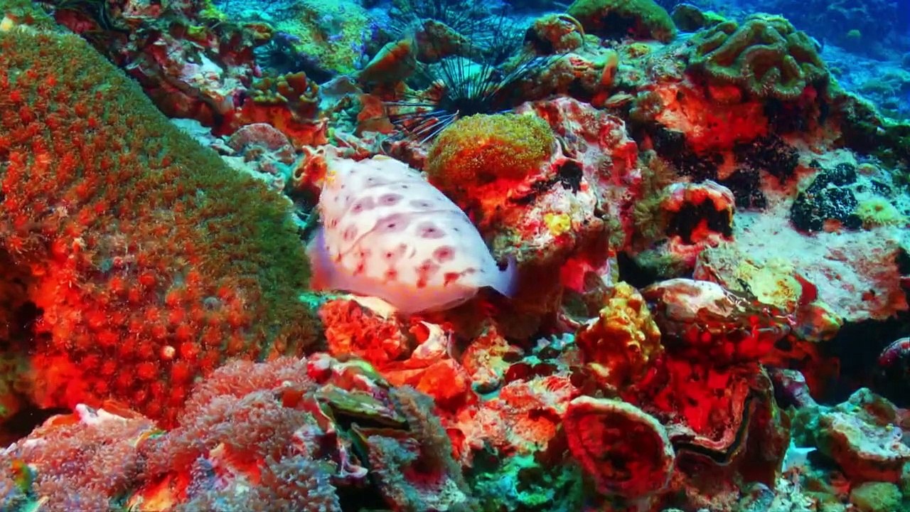 Geheimnisse der Ozeane Staffel 1 Folge 5 HD Deutsch