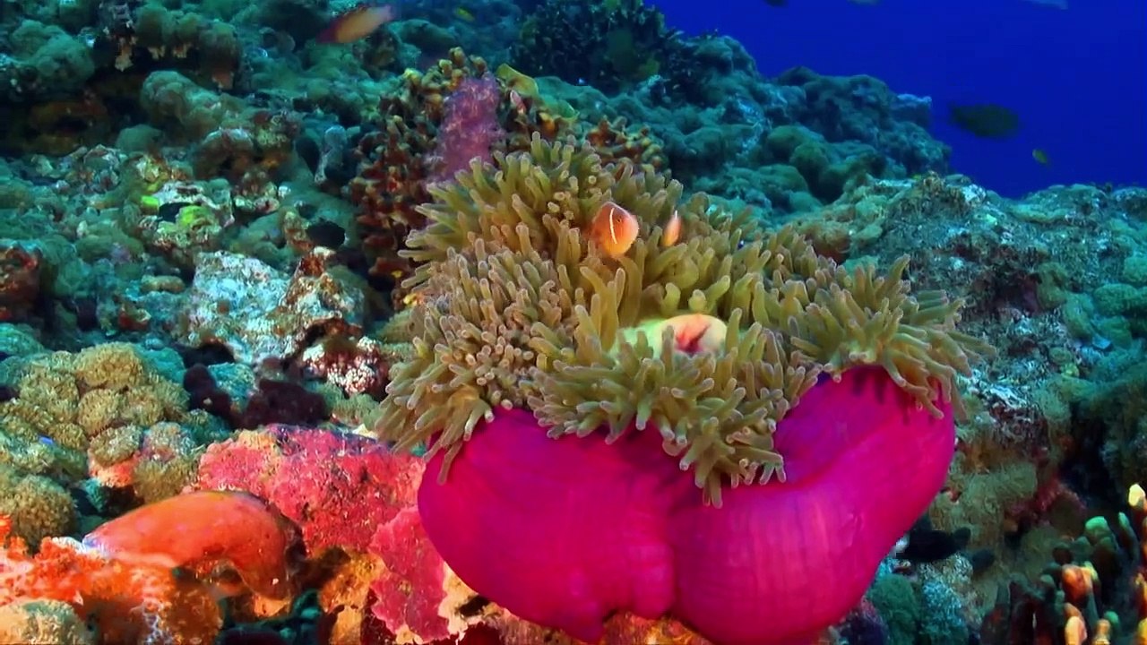 Geheimnisse der Ozeane Staffel 1 Folge 7 HD Deutsch